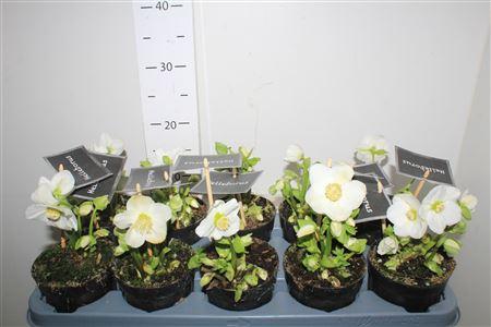 Горшечные цветы и растения оптом Hell Ni Winter Fleur от 10шт из Голландии с доставкой по России