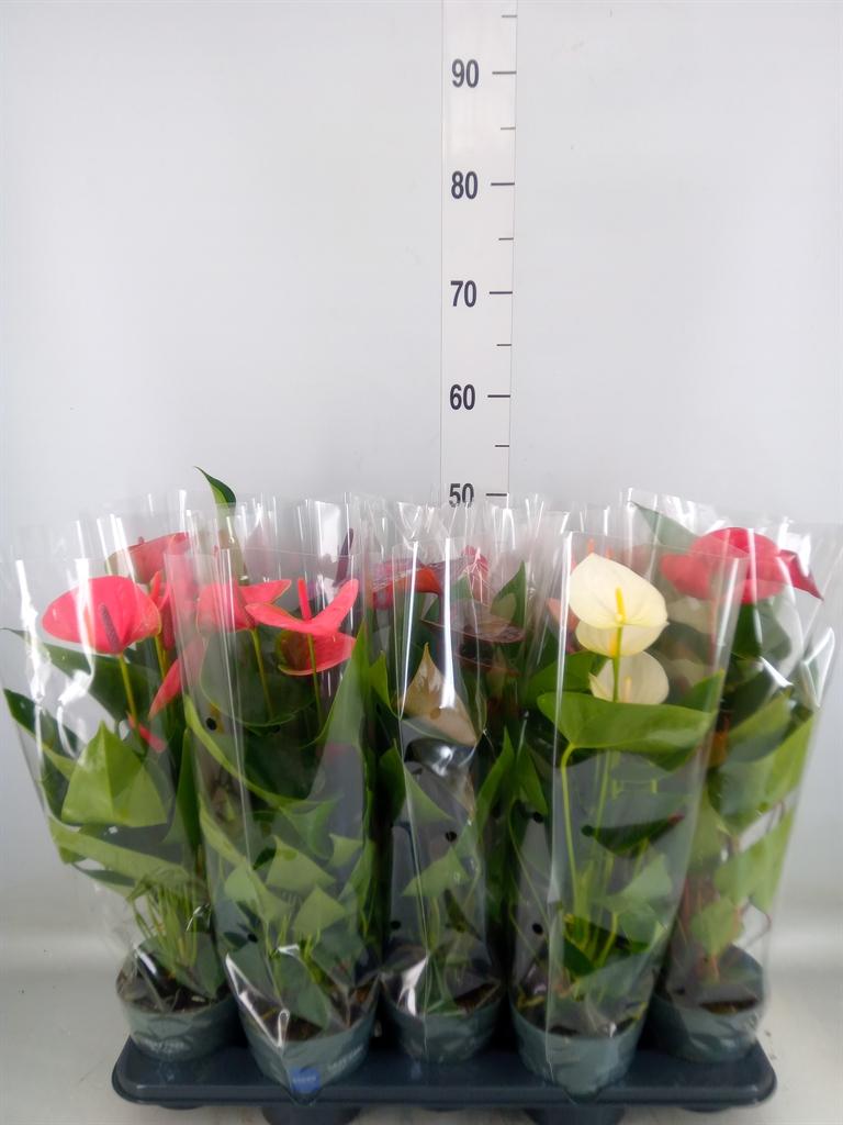 Горшечные цветы и растения оптом Anthurium   ...mix от 10шт из Голландии с доставкой по России