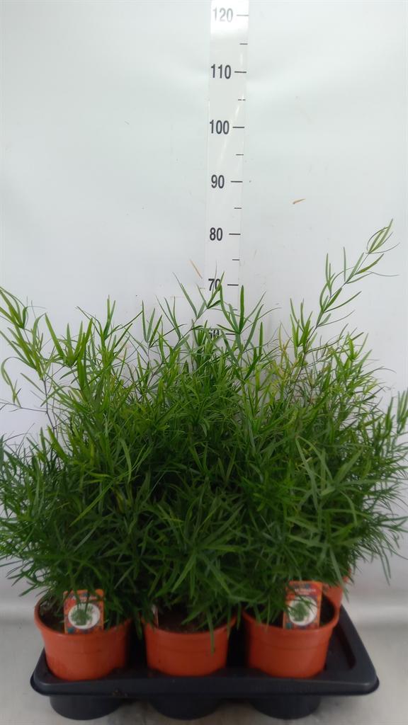 Горшечные цветы и растения оптом Asparagus Falcatus от 6шт из Голландии с доставкой по России