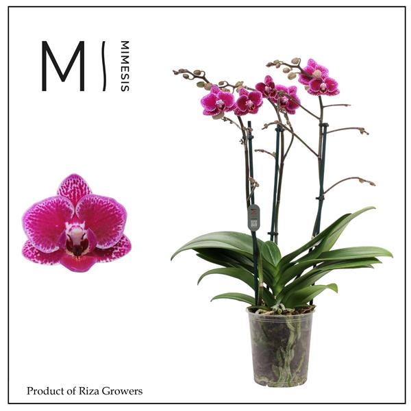 Горшечные цветы и растения оптом Phal 3st Hornglin 30+ (orchid Growers) от 10шт из Голландии с доставкой по России