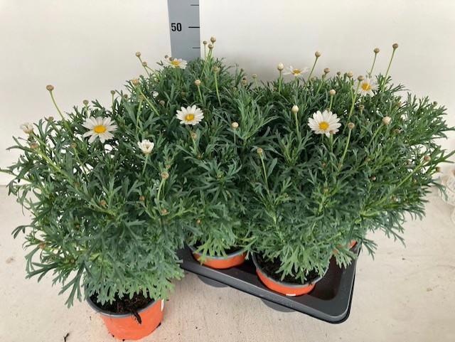 Горшечные цветы и растения оптом Arg Ov от 6шт из Голландии с доставкой по России