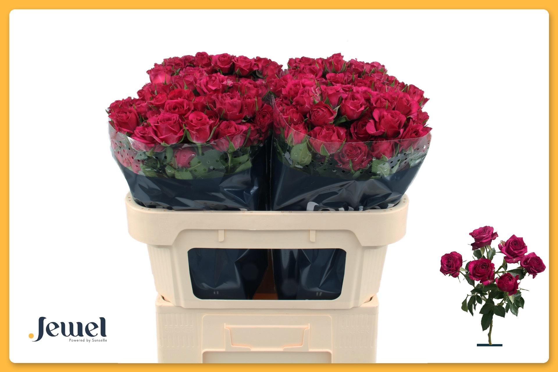 Срезанные цветы оптом Rosa spray cheyenne от 50шт из Голландии с доставкой по России