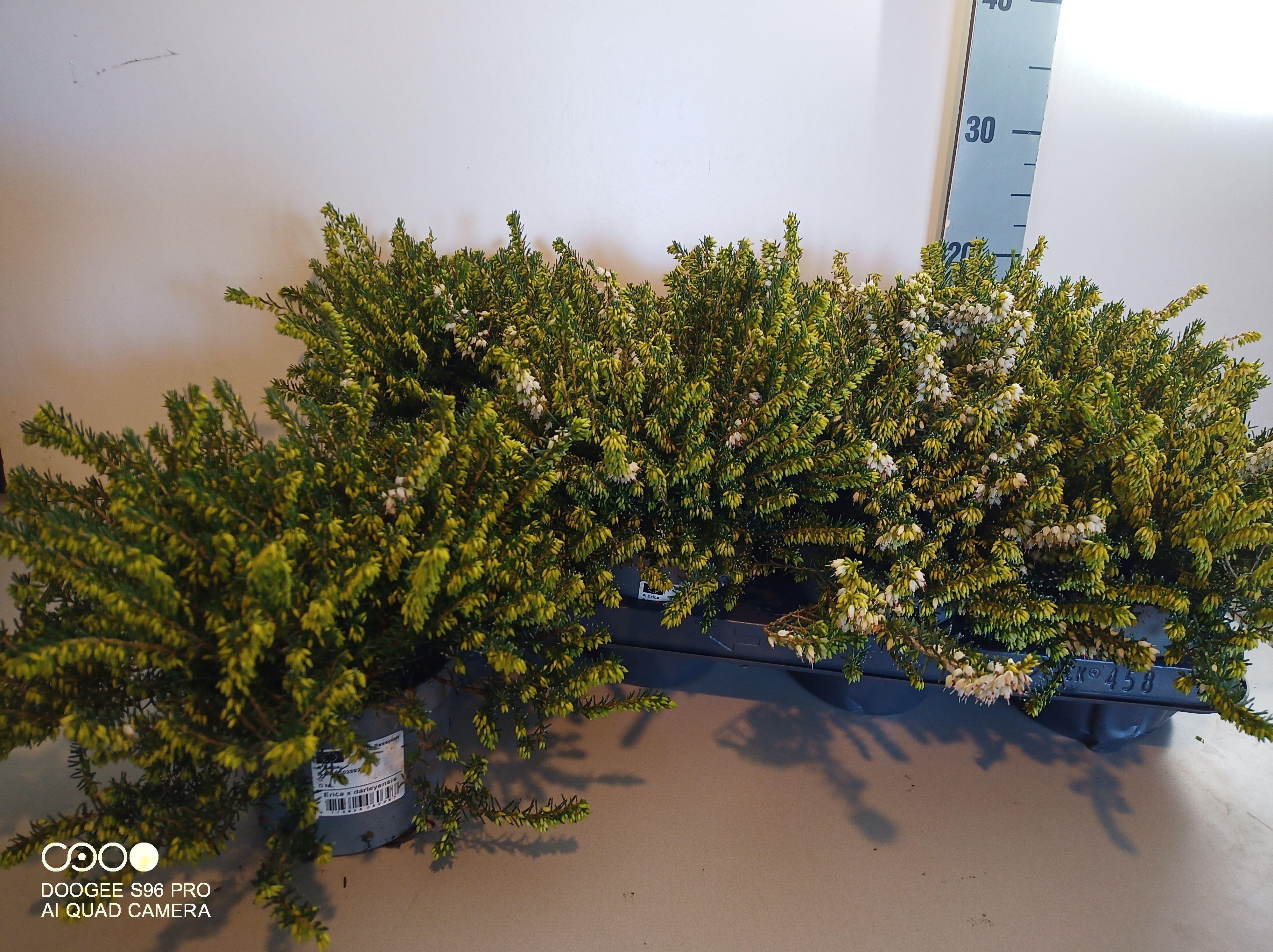 Горшечные цветы и растения оптом Erica Dar. White Perfection от 8шт из Голландии с доставкой по России