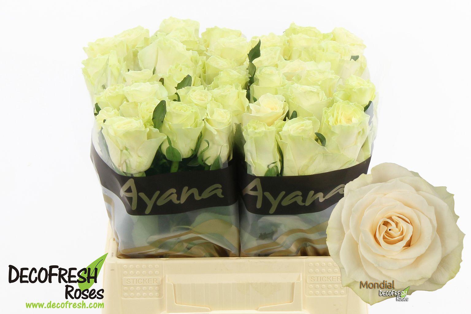 Срезанные цветы оптом Rosa large mondial от 40шт из Голландии с доставкой по России