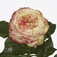 Срезанные цветы оптом Rosa garden apple jack от 12шт из Голландии с доставкой по России