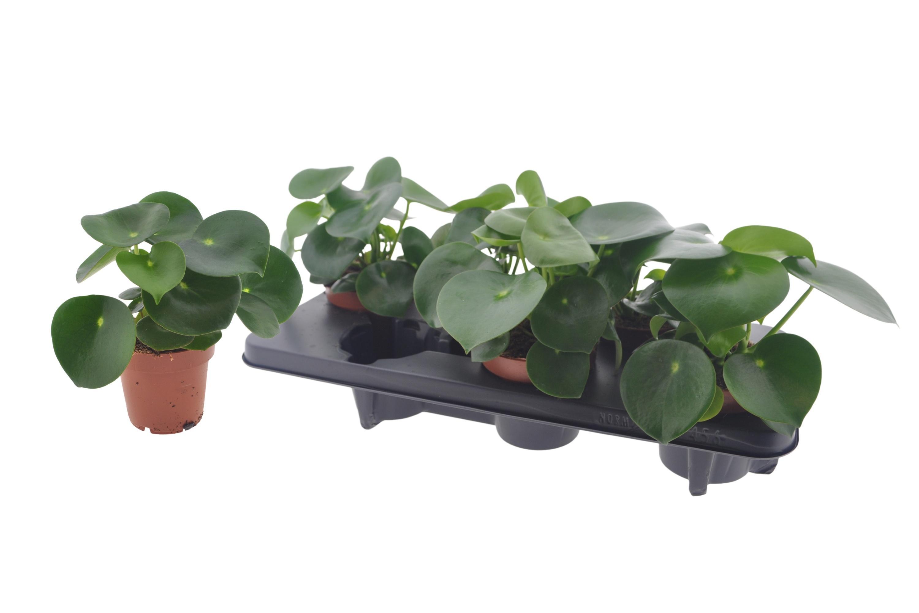 Горшечные цветы и растения оптом Peperomia Raindrop от 6шт из Голландии с доставкой по России