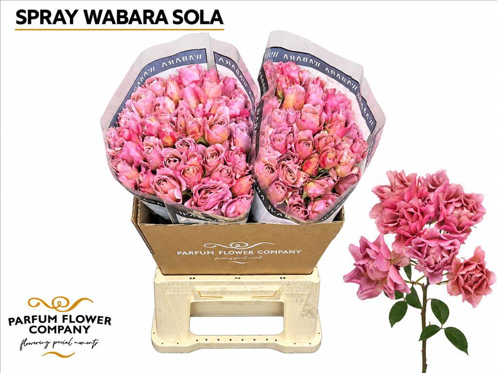 Срезанные цветы оптом Rosa garden wabara sola от 20шт из Голландии с доставкой по России