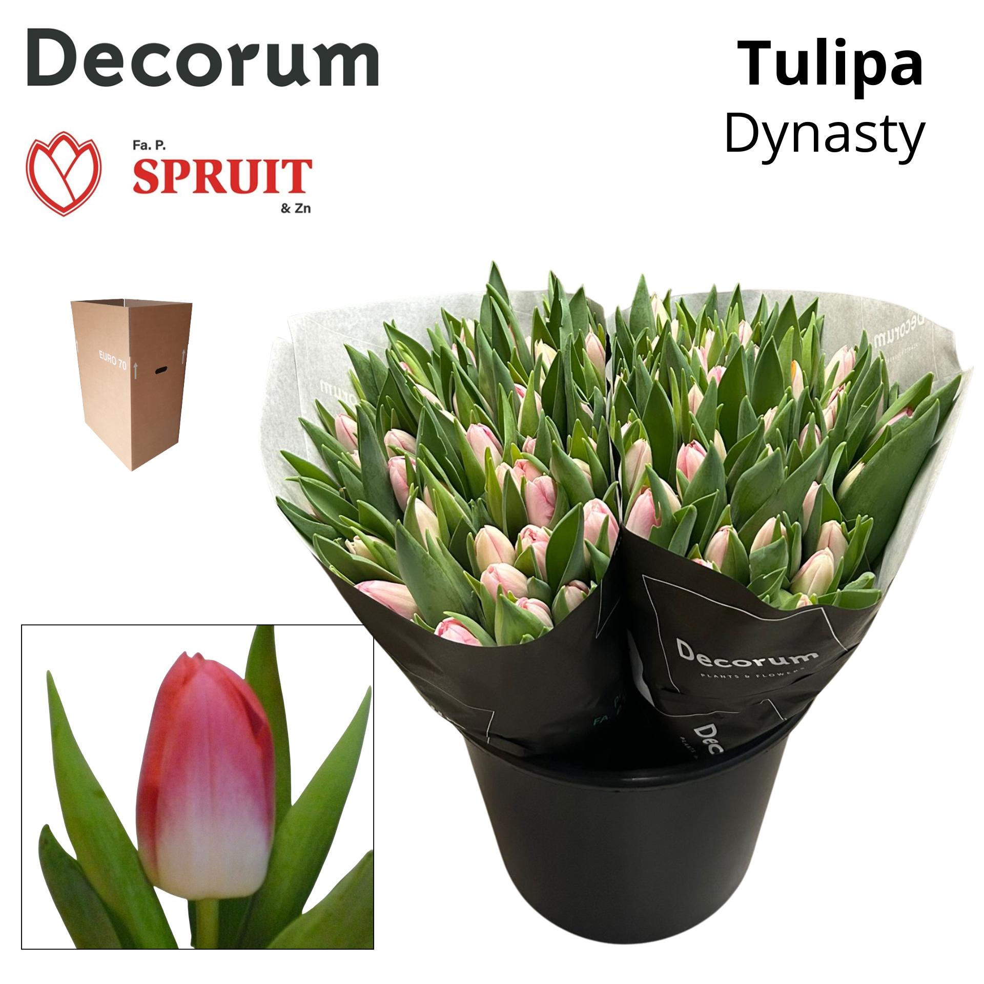 Срезанные цветы оптом Tulipa si dynasty от 100шт из Голландии с доставкой по России