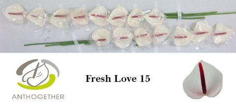 Срезанные цветы оптом Anthurium love fresh от 15шт из Голландии с доставкой по России