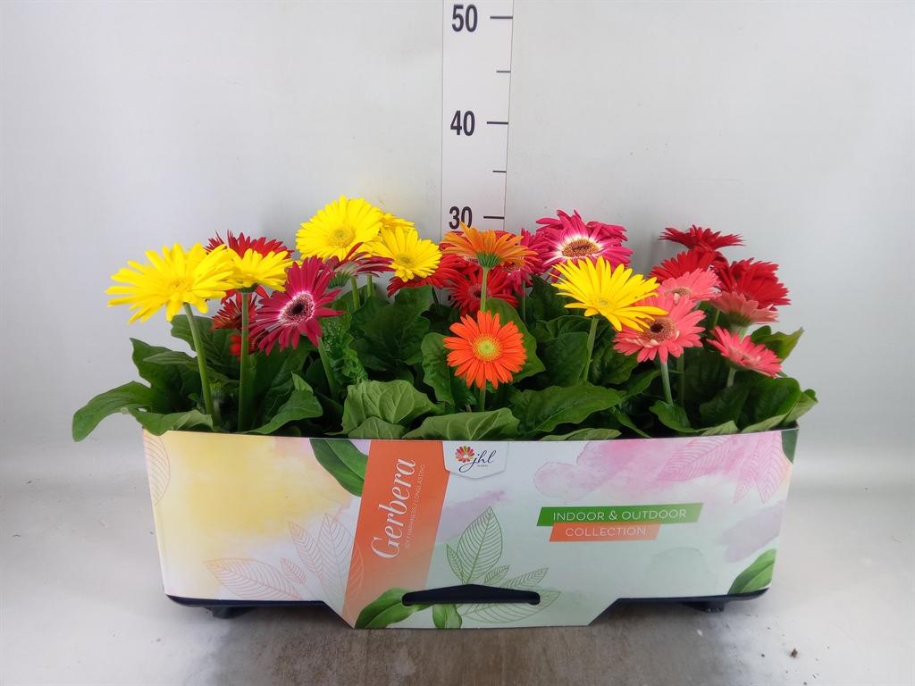 Горшечные цветы и растения оптом Gerbera Mix 2+ от 10шт (для телеги) из Голландии с доставкой по России