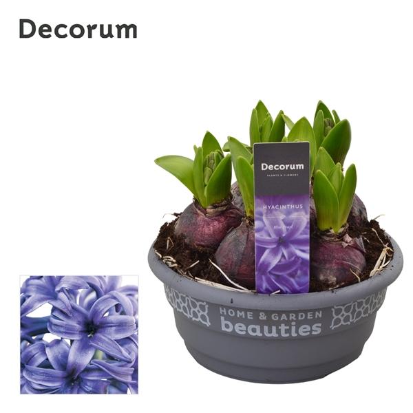 Горшечные цветы и растения оптом Hyacinthus Blue Pearl Bowl (decorum) от 7шт из Голландии с доставкой по России