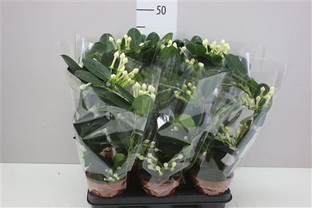 Горшечные цветы и растения оптом Stephanotis Fleur Parfum 1-2 от 8шт из Голландии с доставкой по России