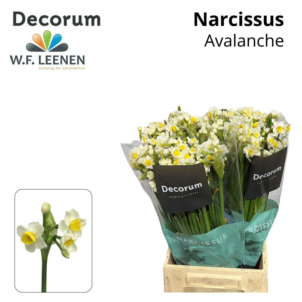 Срезанные цветы оптом Narcissus sp avalanche от 90шт из Голландии с доставкой по России