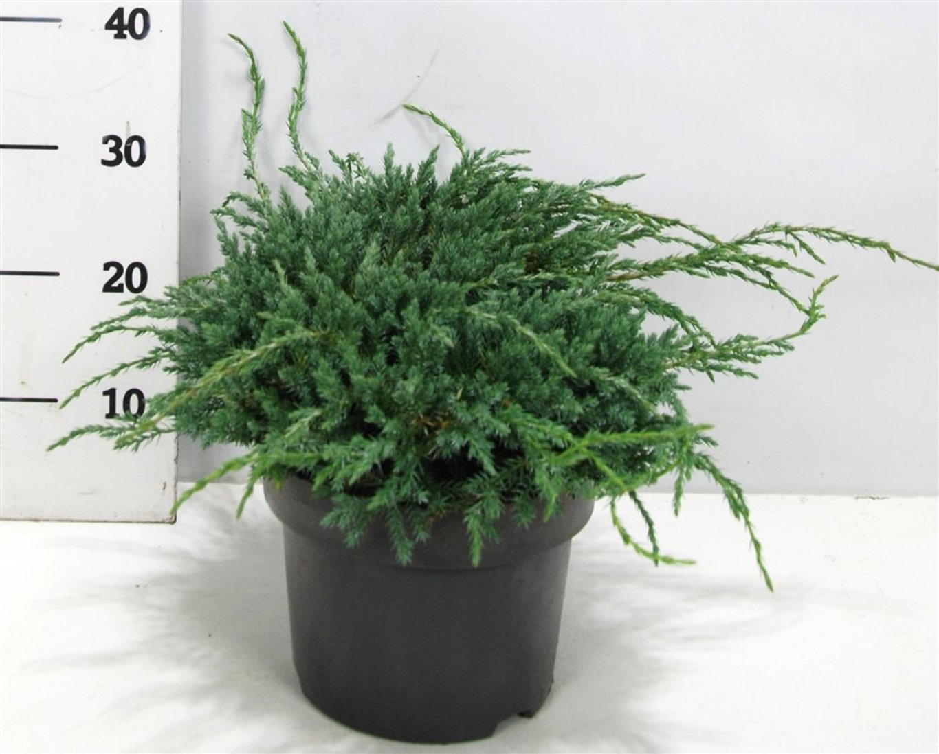 Горшечные цветы и растения оптом Juniperus Squa Blue Carpet от 1шт из Голландии с доставкой по России