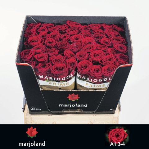 Срезанные цветы оптом Rosa large red naomi! от 50шт из Голландии с доставкой по России
