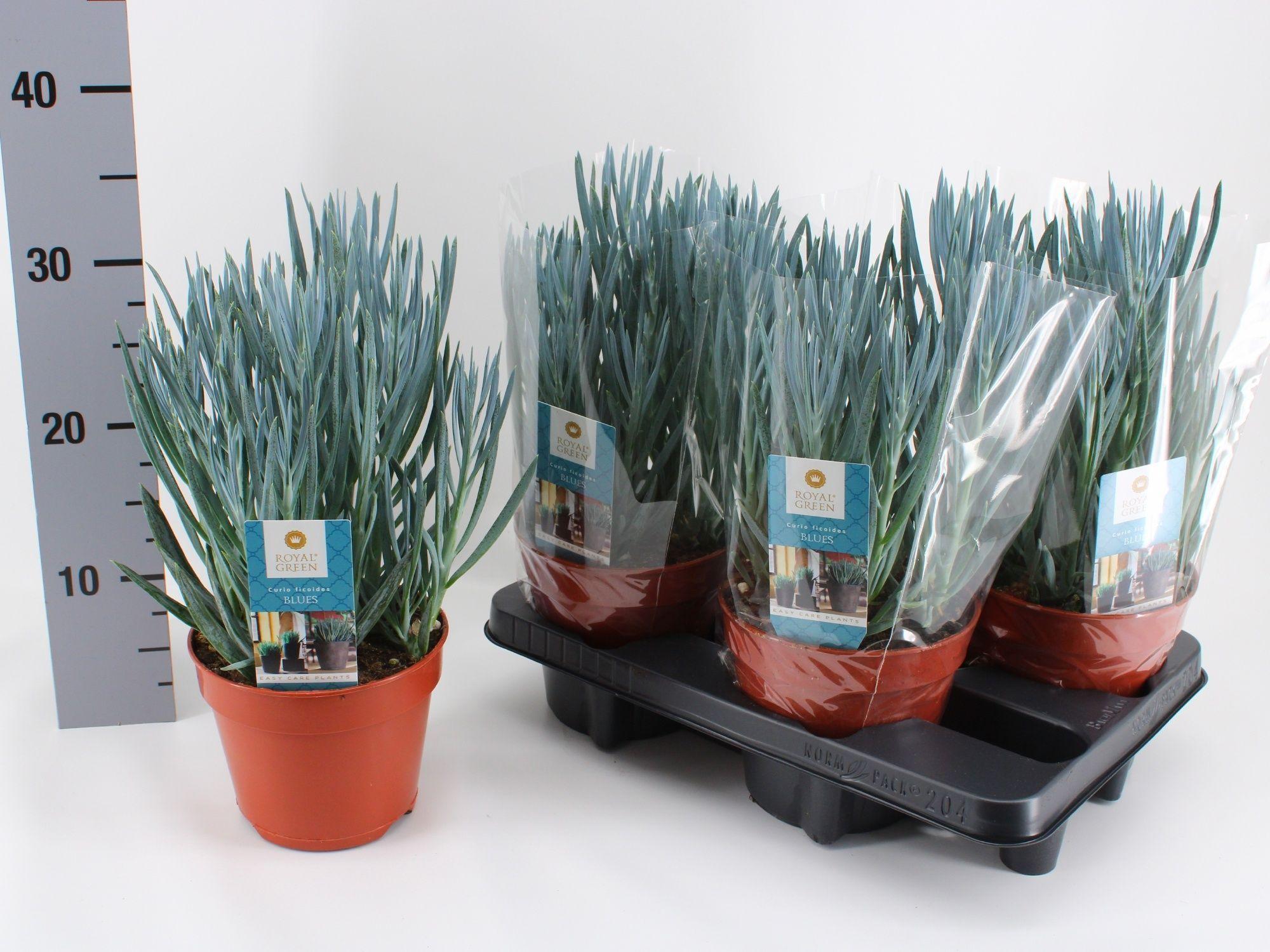 Горшечные цветы и растения оптом Curio Fic Blues от 4шт из Голландии с доставкой по России