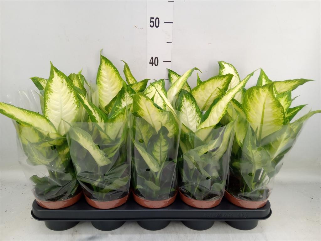 Горшечные цветы и растения оптом Dieffenbachia Camilla от 10шт' из Голландии с доставкой по России