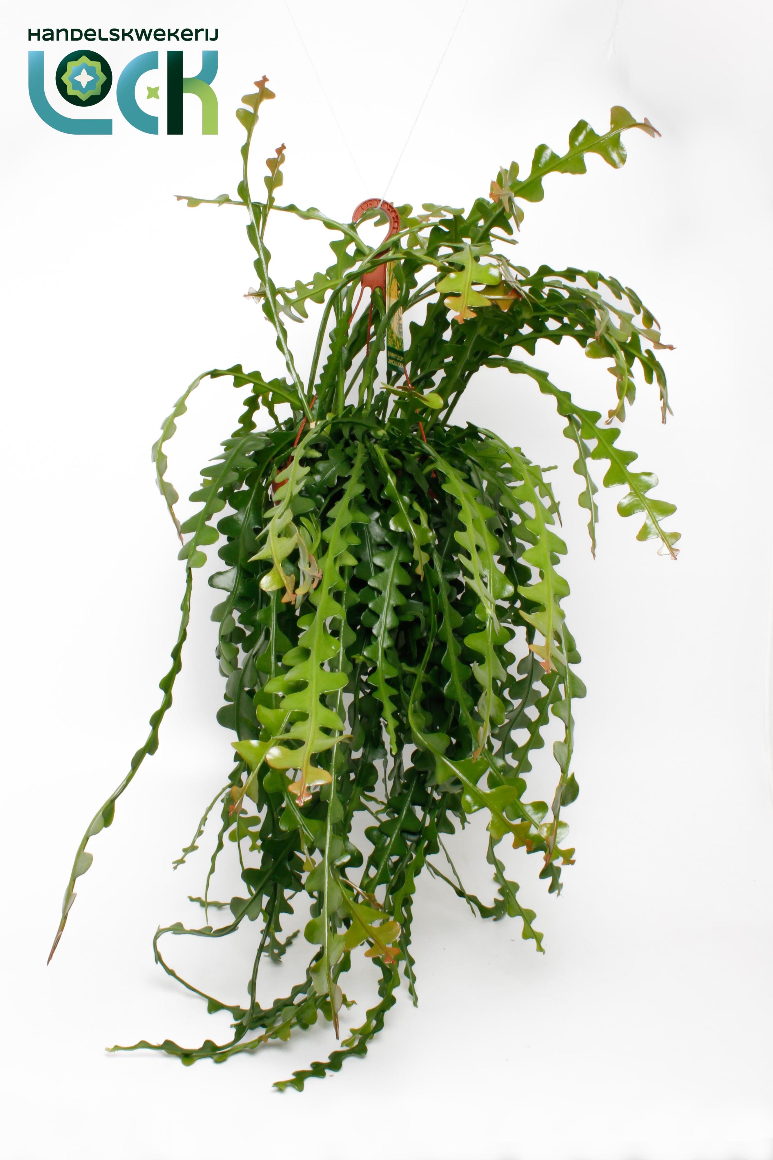 Горшечные цветы и растения оптом Epiphyllum Anguliger от 3шт из Голландии с доставкой по России