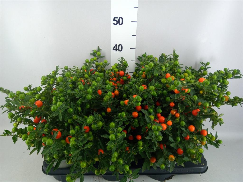 Горшечные цветы и растения оптом Solanum Pseudocapsicum bartoli от 6шт из Голландии с доставкой по России