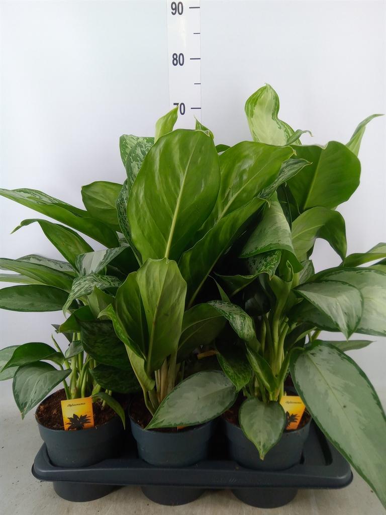 Горшечные цветы и растения оптом Aglaonema   ...mix от 6шт из Голландии с доставкой по России