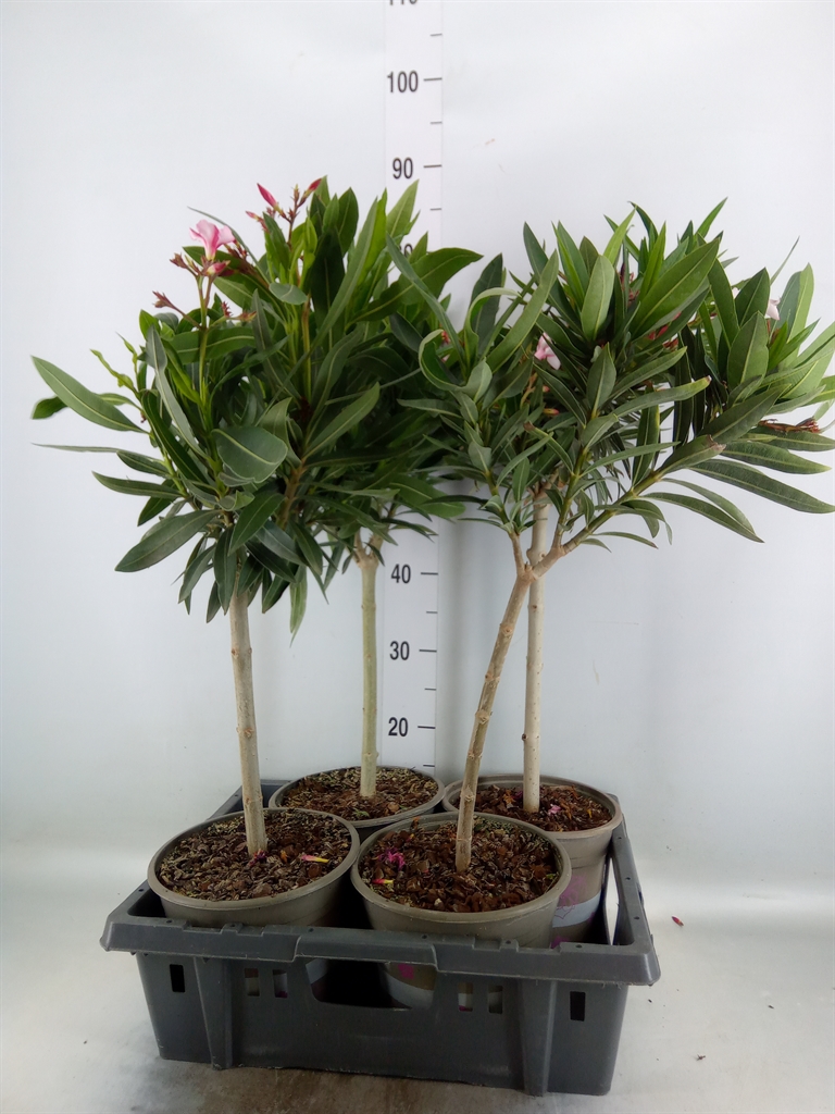 Горшечные цветы и растения оптом Nerium Oleander Bush Mix от 4шт из Голландии с доставкой по России