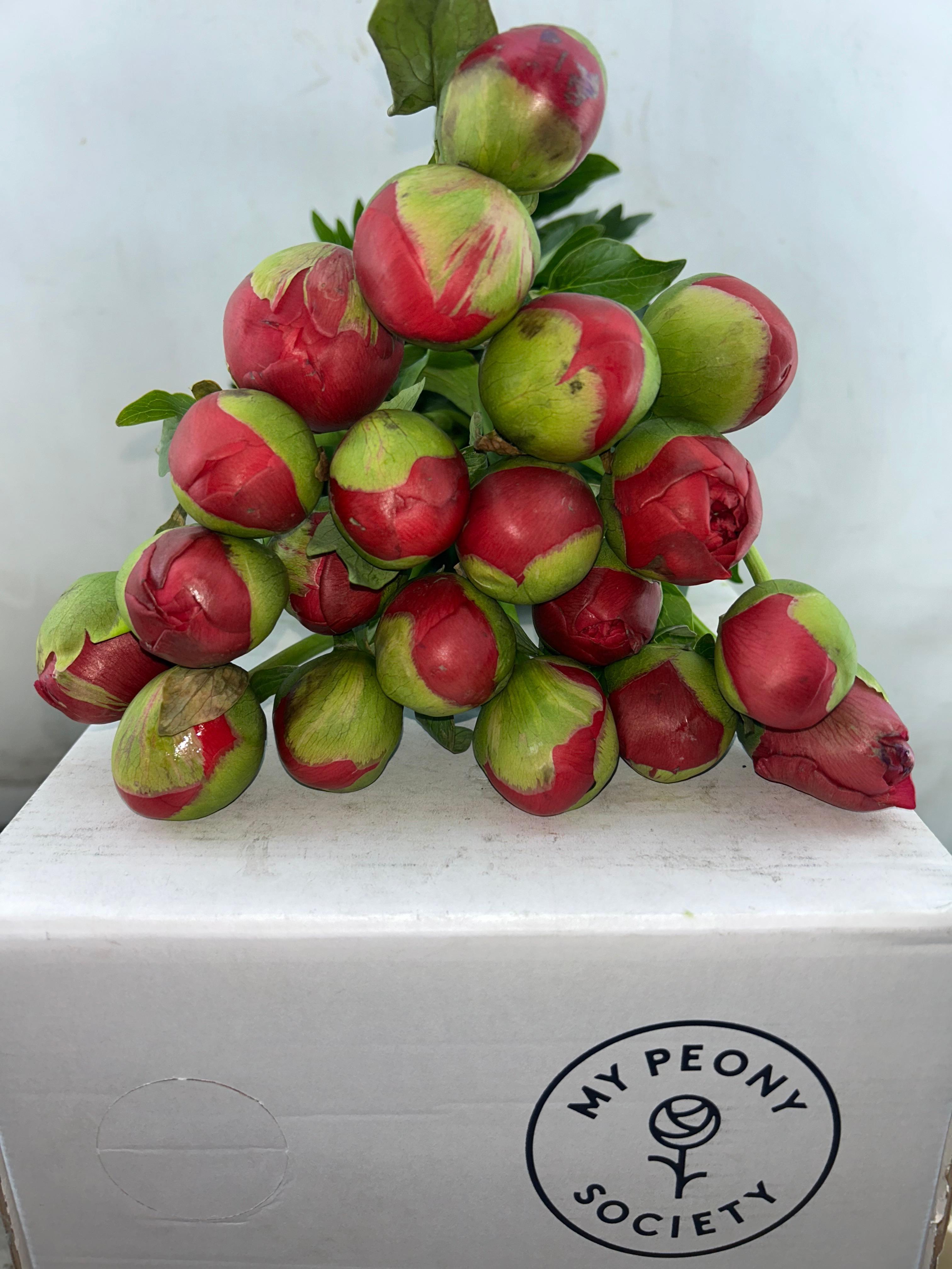 Срезанные цветы оптом Paeonia command performance от 100шт из Голландии с доставкой по России