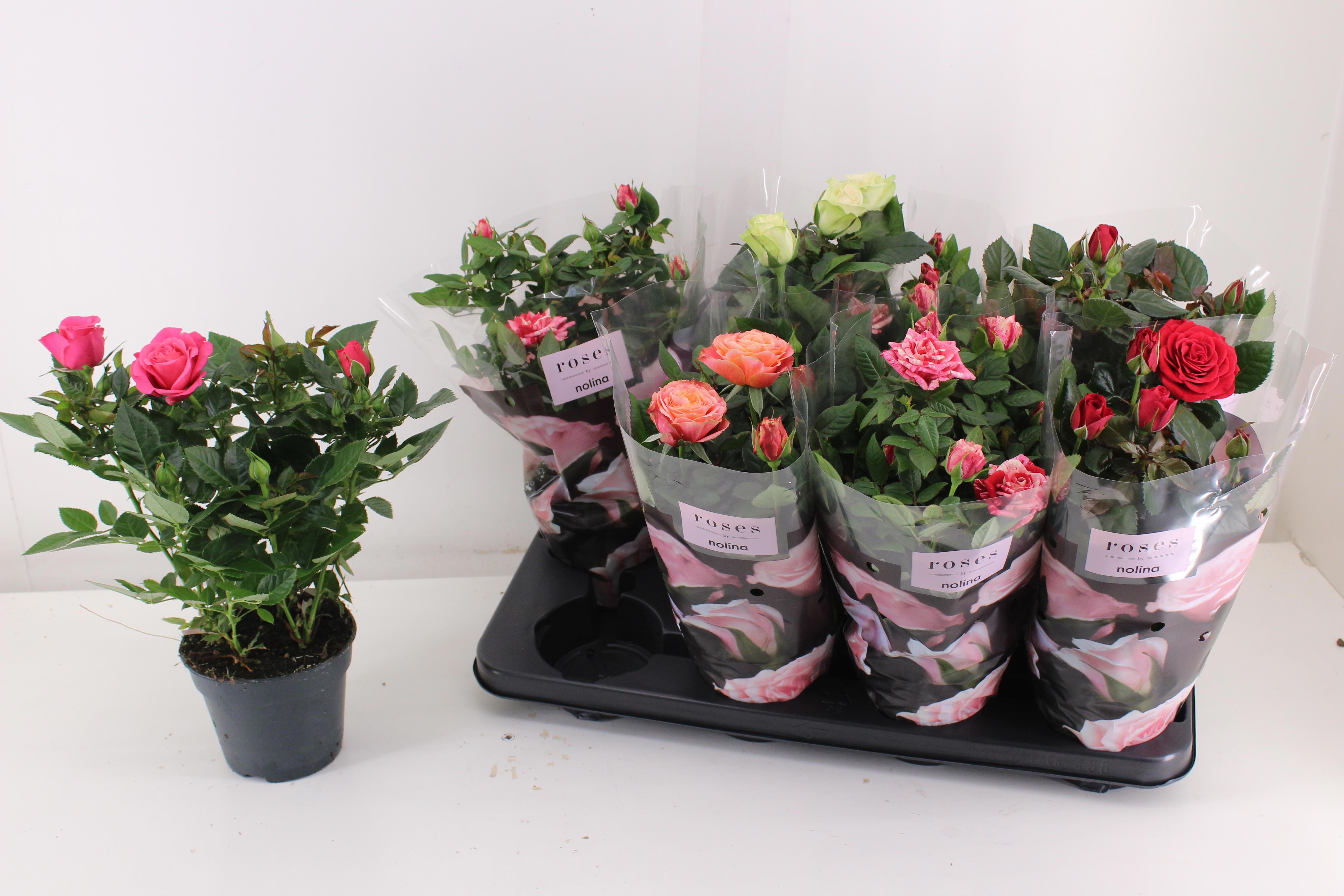 Горшечные цветы и растения оптом Ro Pathit Gem 5 Srt от 8шт из Голландии с доставкой по России