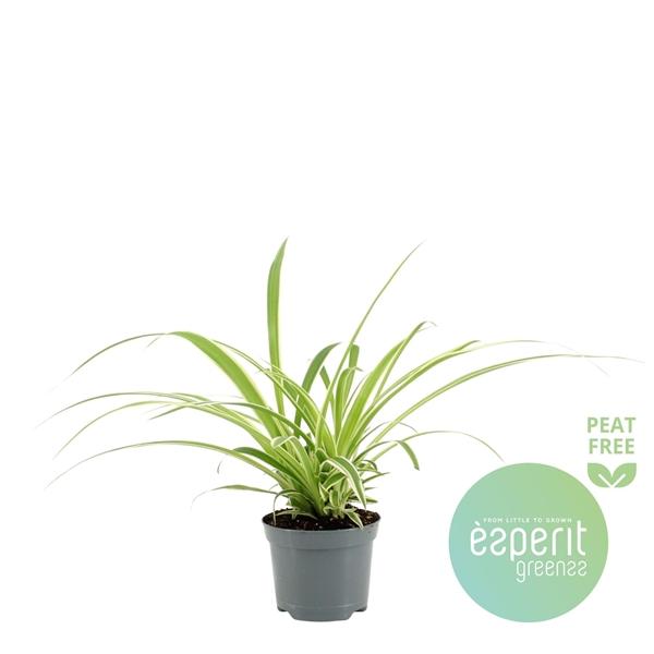 Горшечные цветы и растения оптом Chlorophytum Variegatum от 21шт (для телеги) из Голландии с доставкой по России Горшечные цветы и растения оптом Chlorophytum Variegatum от 21шт (для телеги) из Голландии с доставкой по России