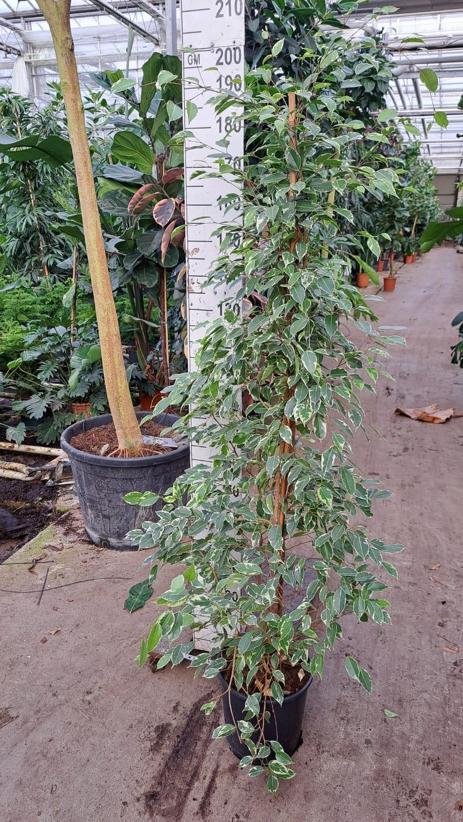 Горшечные цветы и растения оптом Ficus Be Golden King Piramid от 1шт из Голландии с доставкой по России