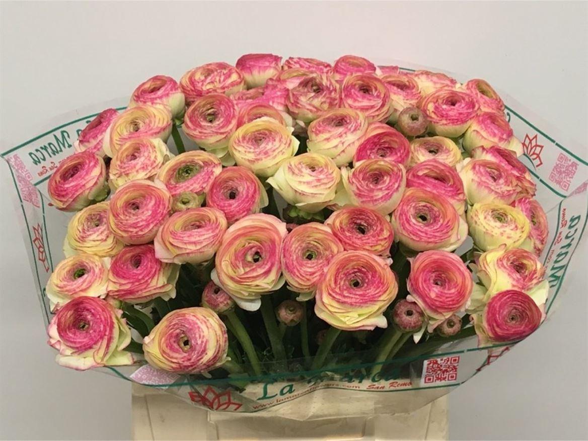 Срезанные цветы оптом Ranunculus success felicidade от 100шт из Голландии с доставкой по России