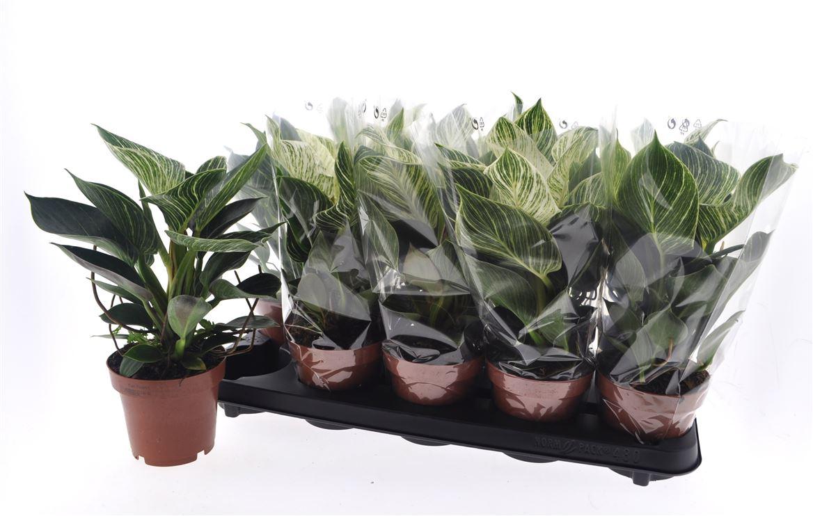 Горшечные цветы и растения оптом Philodendron White Wave от 10шт из Голландии с доставкой по России