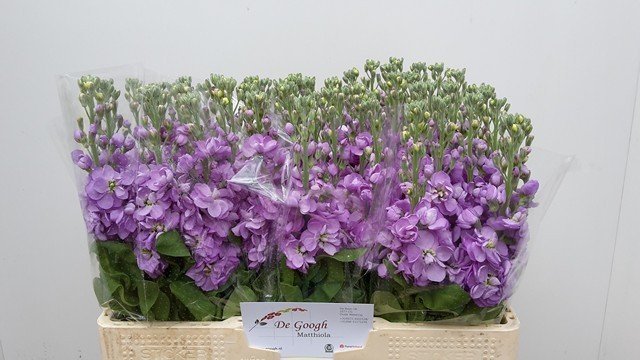 Срезанные цветы оптом Matthiola lavender от 60шт из Голландии с доставкой по России