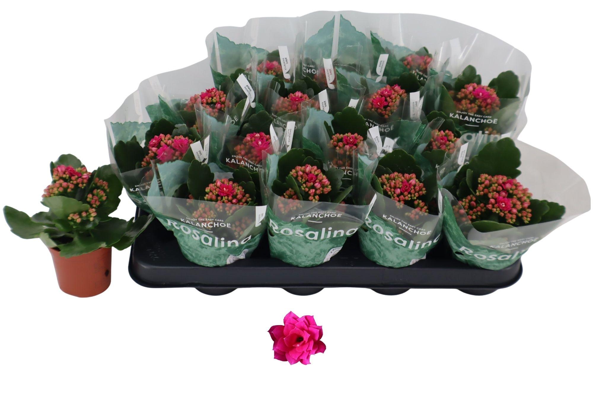 Горшечные цветы и растения оптом Kal Ge Don Victorio от 16шт (для телеги) из Голландии с доставкой по России