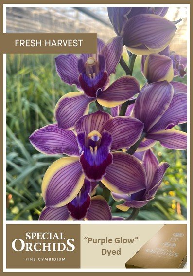 Срезанные цветы оптом Cymbidium paint purple glow от 2шт из Голландии с доставкой по России