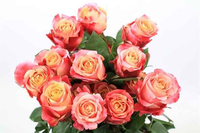 Срезанные цветы оптом Rosa ec 3D от 40шт. из Голландии с доставкой по России