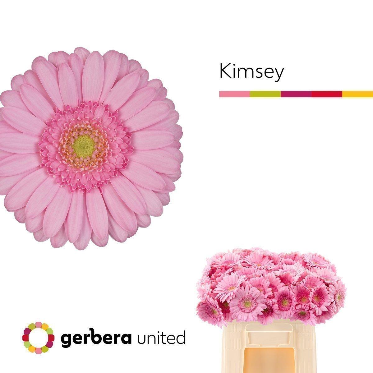 Срезанные цветы оптом Germini kimsey от 80шт из Голландии с доставкой по России