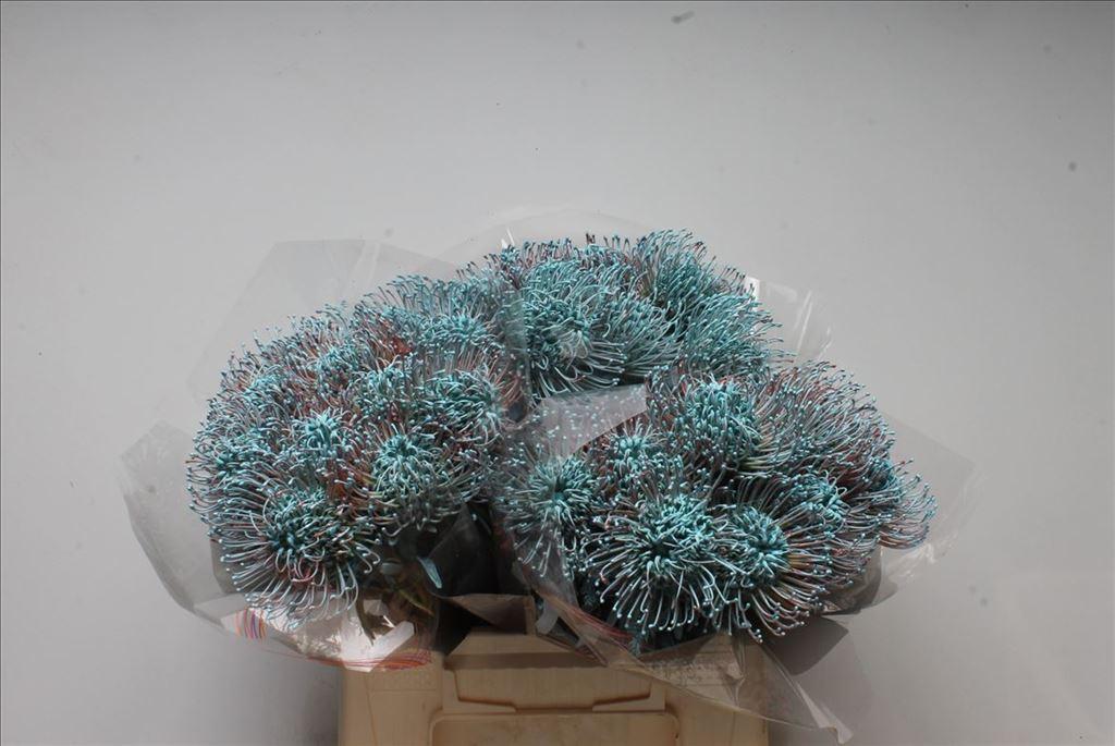 Срезанные цветы оптом Nutans paint ice blue A от 30шт из Голландии с доставкой по России