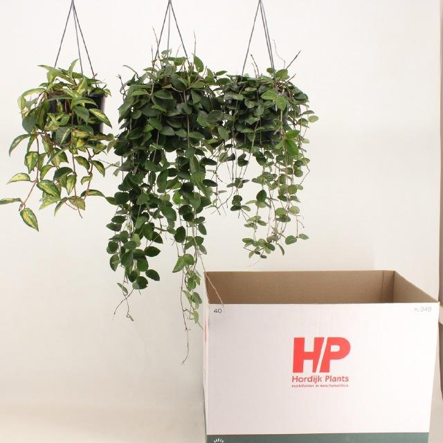 Горшечные цветы и растения оптом Hoya Ov от 7шт из Голландии с доставкой по России