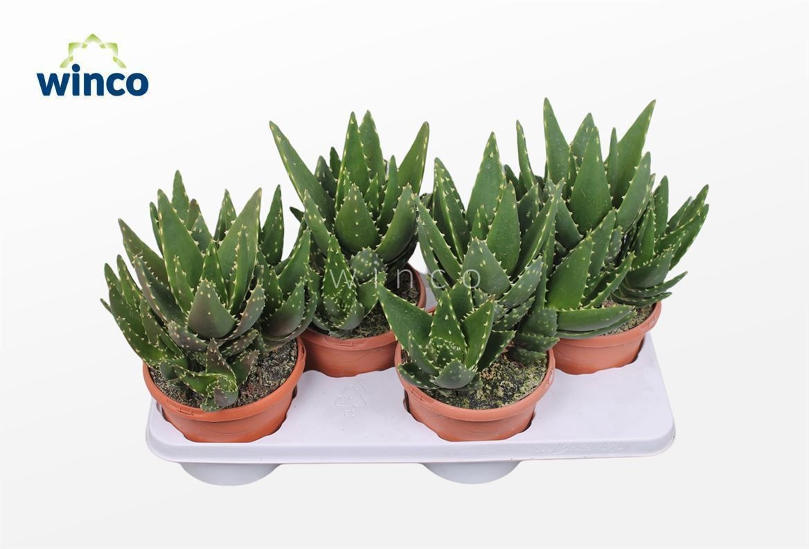 Горшечные цветы и растения оптом Aloe Variegata Magic от 4шт из Голландии с доставкой по России