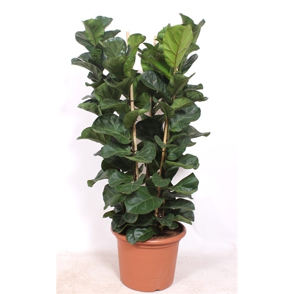 Горшечные цветы и растения оптом Ficus Lyrata Bambino 6pp от 1шт из Голландии с доставкой по России