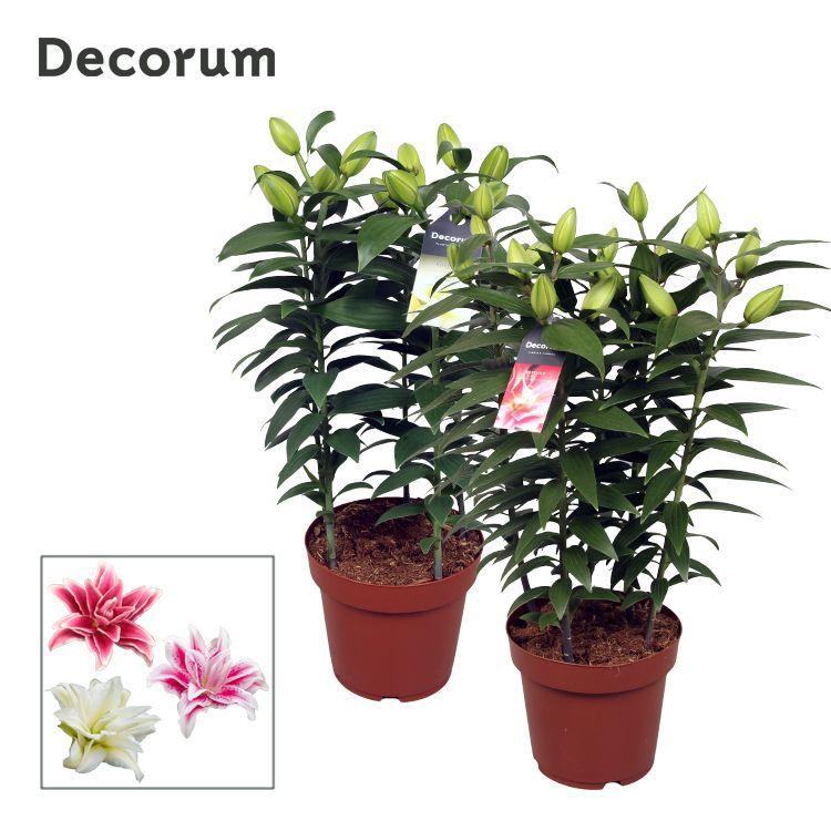 Горшечные цветы и растения оптом Lilium Or Roselily Mix 5pp (decorum) от 5шт из Голландии с доставкой по России
