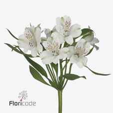 Срезанные цветы оптом Alstroemeria virginia от 50шт из Голландии с доставкой по России