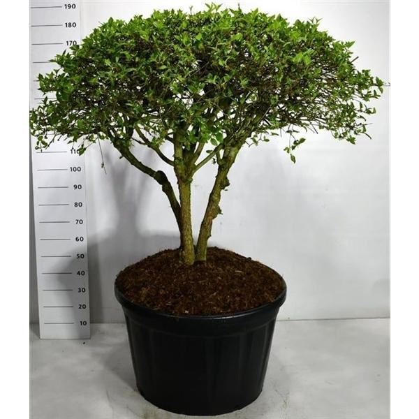 Горшечные цветы и растения оптом Cornus Mas от 1шт из Голландии с доставкой по России