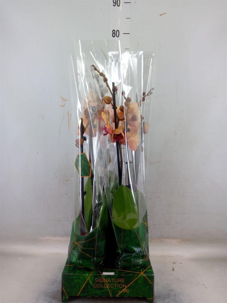 Горшечные цветы и растения оптом Phalaenopsis   ...orange от 4шт из Голландии с доставкой по России