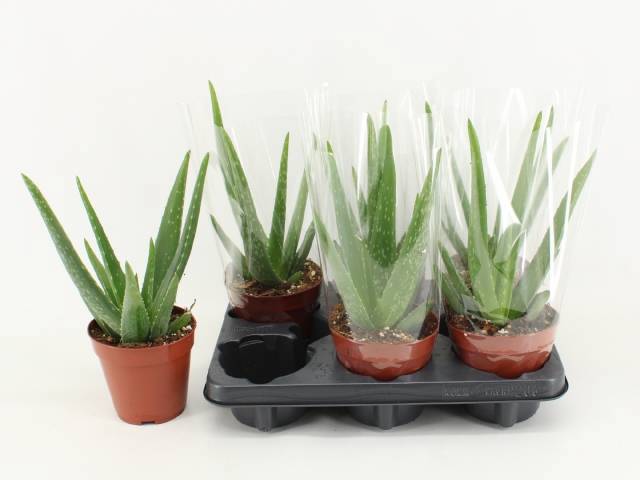 Горшечные цветы и растения оптом Aloe Vera от 6шт из Голландии с доставкой по России