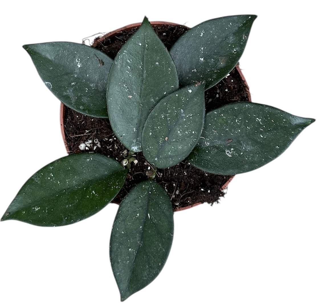 Горшечные цветы и растения оптом Hoya Sp Vietnam от 1шт из Голландии с доставкой по России