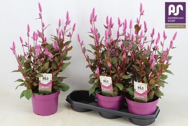 Горшечные цветы и растения оптом Cel Wild Pink от 3шт из Голландии с доставкой по России