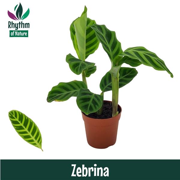 Горшечные цветы и растения оптом Calathea Zebrina от 16шт (для телеги) из Голландии с доставкой по России