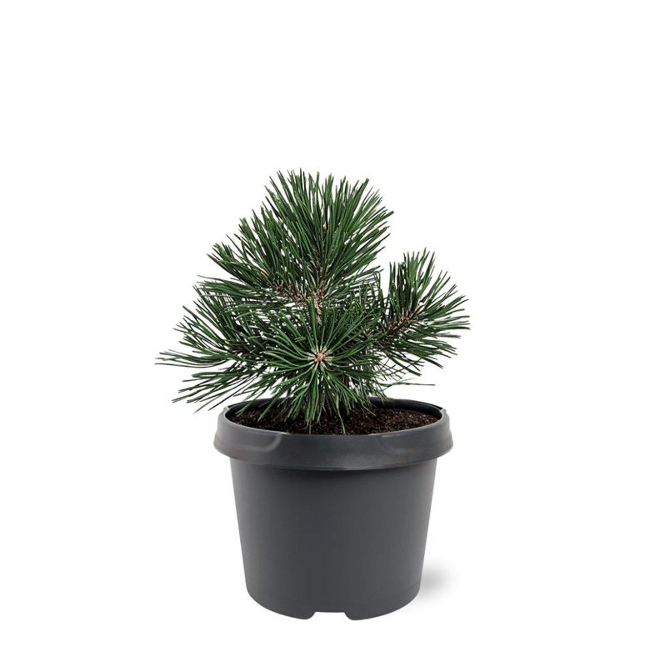 Горшечные цветы и растения оптом Pinus Mugo Green Pearl от 1шт из Голландии с доставкой по России