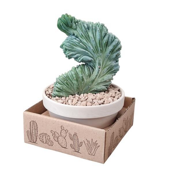 Горшечные цветы и растения оптом Myrtillocactus Geometrizans Crested от 1шт из Голландии с доставкой по России